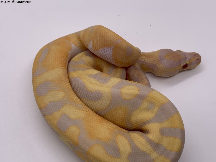 CANDY PIED